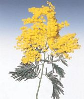mimosa